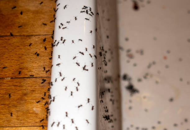Best Residential Pest Control  in Vander, NC