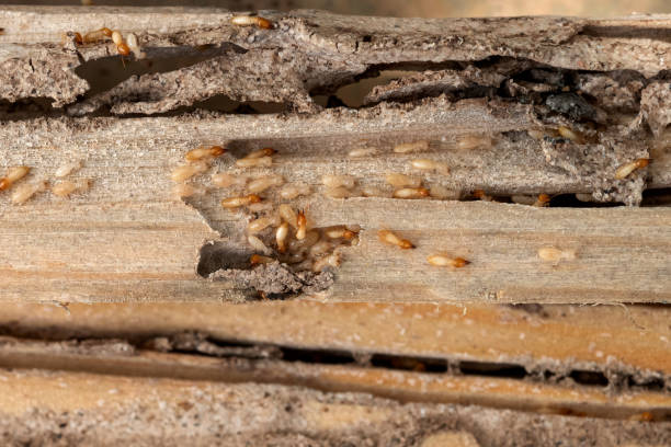Best Residential Pest Control  in Vander, NC